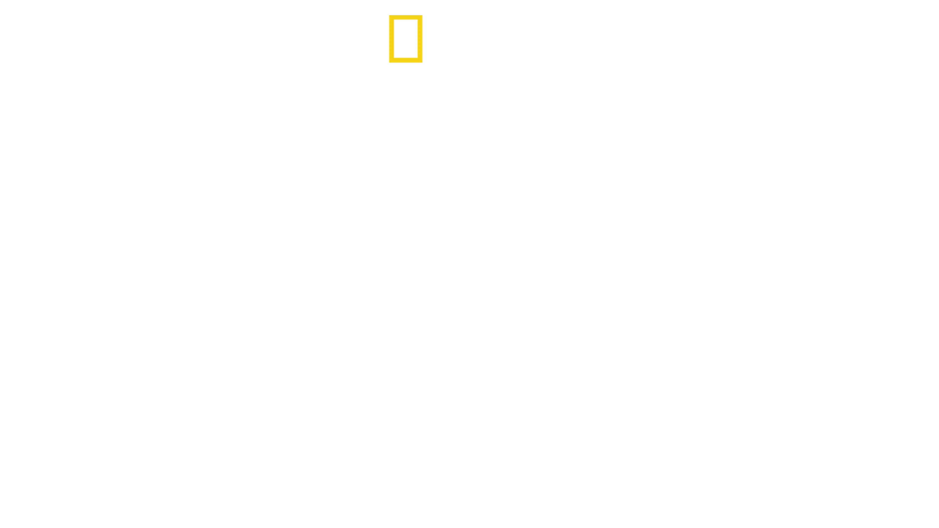 Tiburón toro vs. tiburón martillo