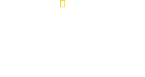 Tiburón toro vs. tiburón martillo