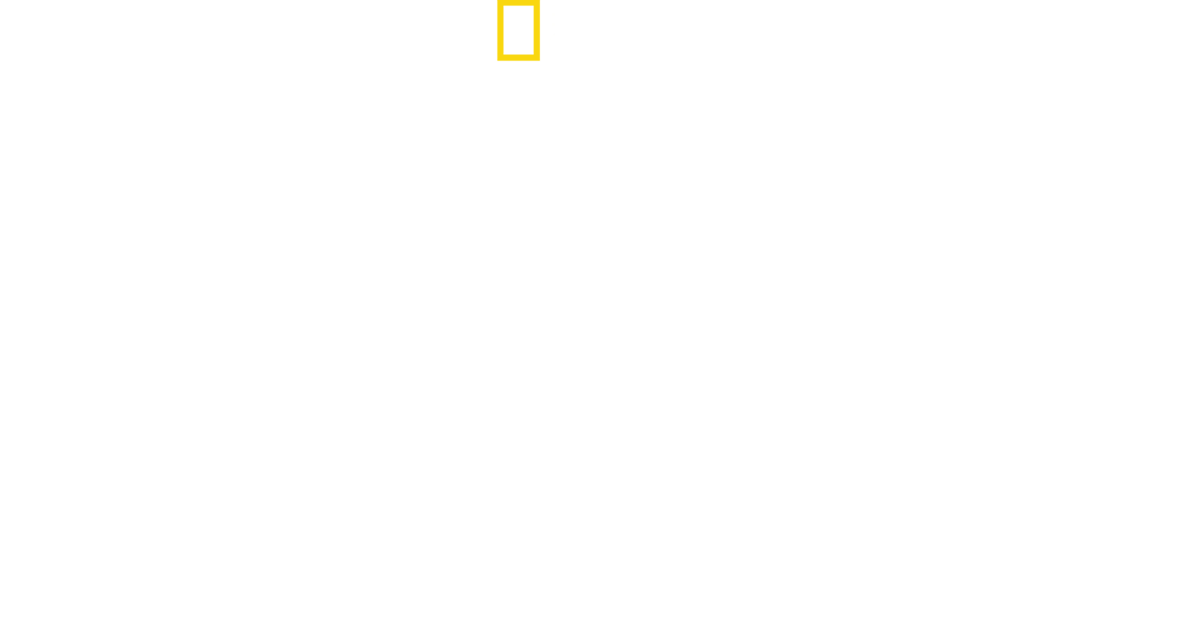 Tiburón toro vs. tiburón martillo