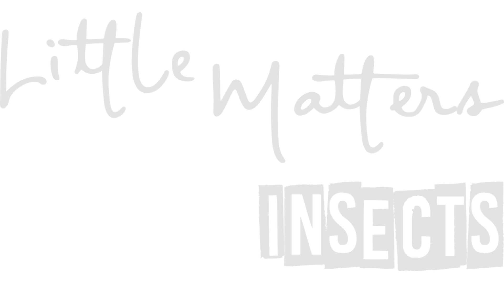 Little Matters: Insects