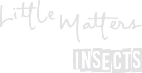 Little Matters: Insects
