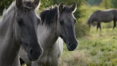 thumbnail - S1:E3 Poland