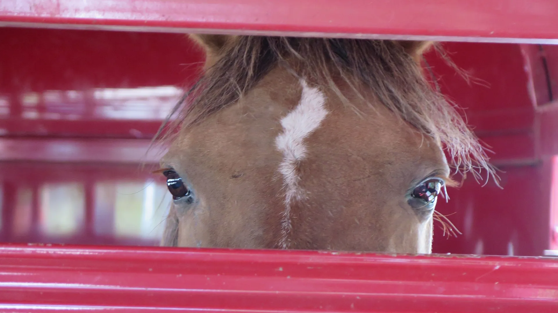 thumbnail - T13:E3 Que el caballo sea contigo