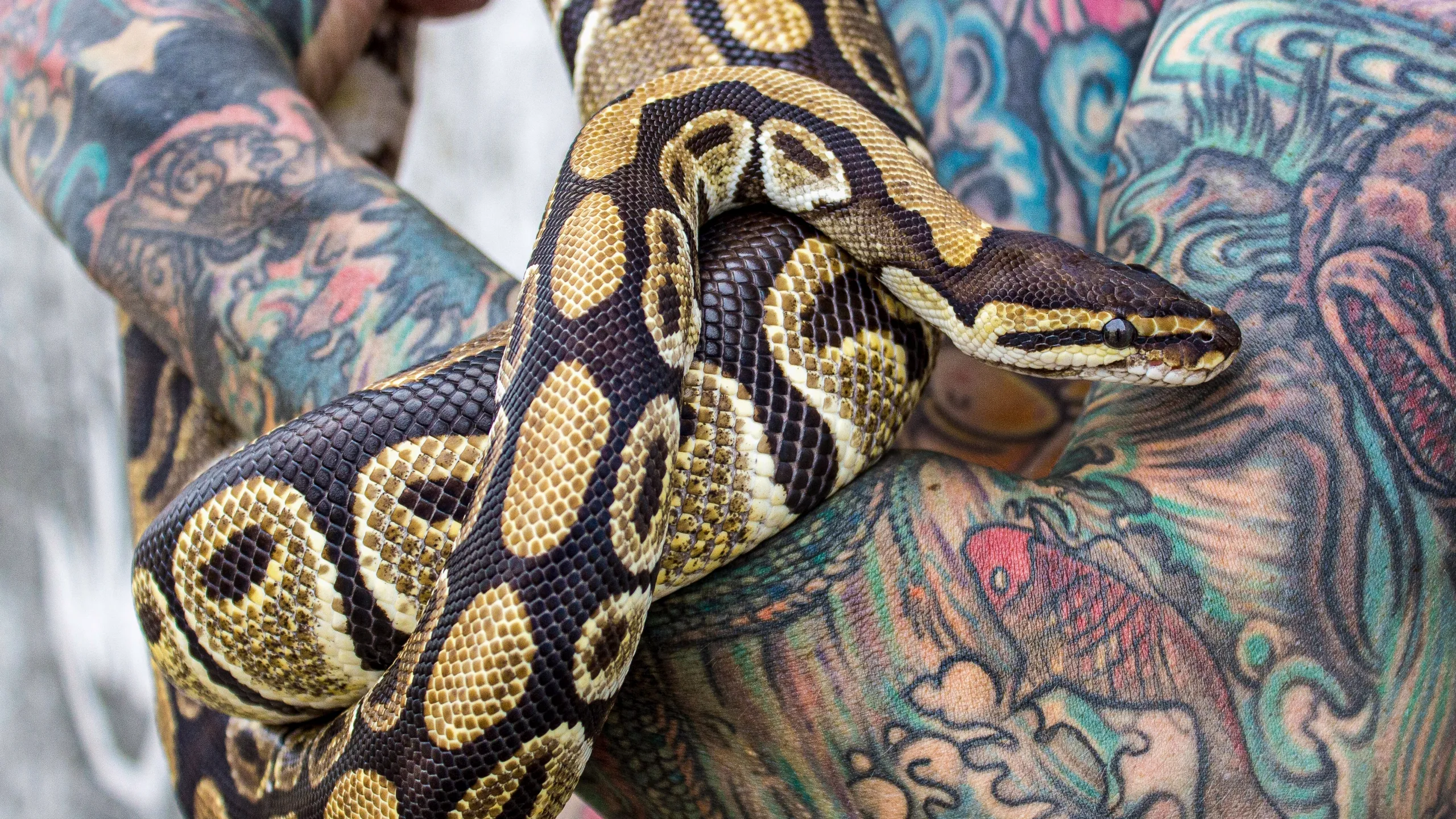 Snake City