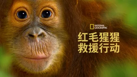 thumbnail - 红毛猩猩救援行动