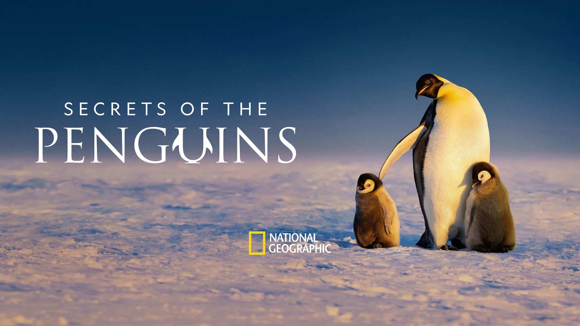 Promotional hero image for the National Geographic documentary, Secrets of the Penguins