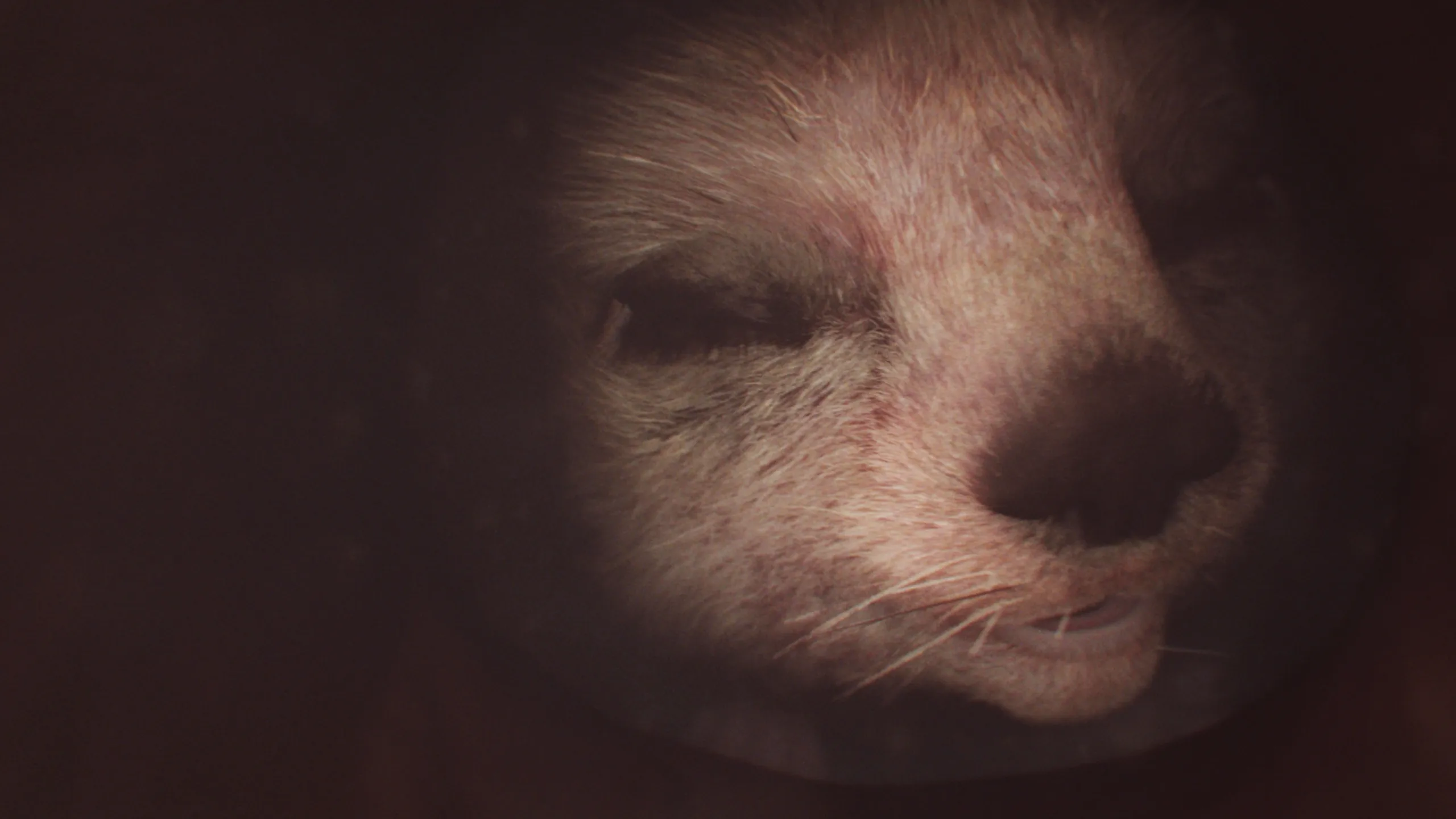 In The Womb: Animal Babies