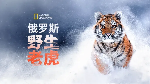 thumbnail - 俄罗斯野生老虎