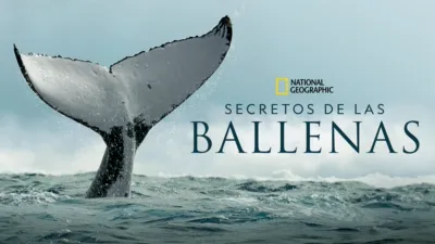 Secretos de las ballenas