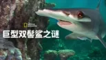 thumbnail - World's Biggest Hammerhead?