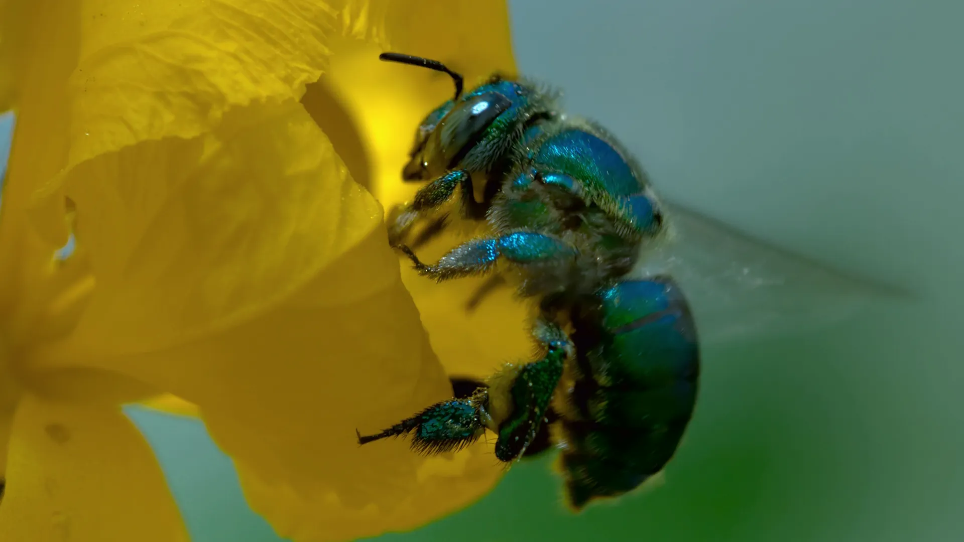 thumbnail - S1:E3 Tiny Jungle Queens