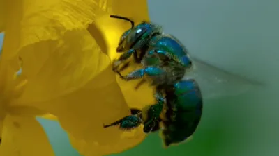 thumbnail - S1:E3 Tiny Jungle Queens