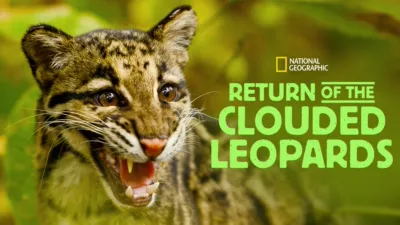 Return of the Clouded Leopards