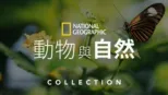 thumbnail - 國家地理動物與自然