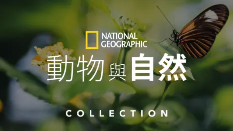 thumbnail - 國家地理動物與自然
