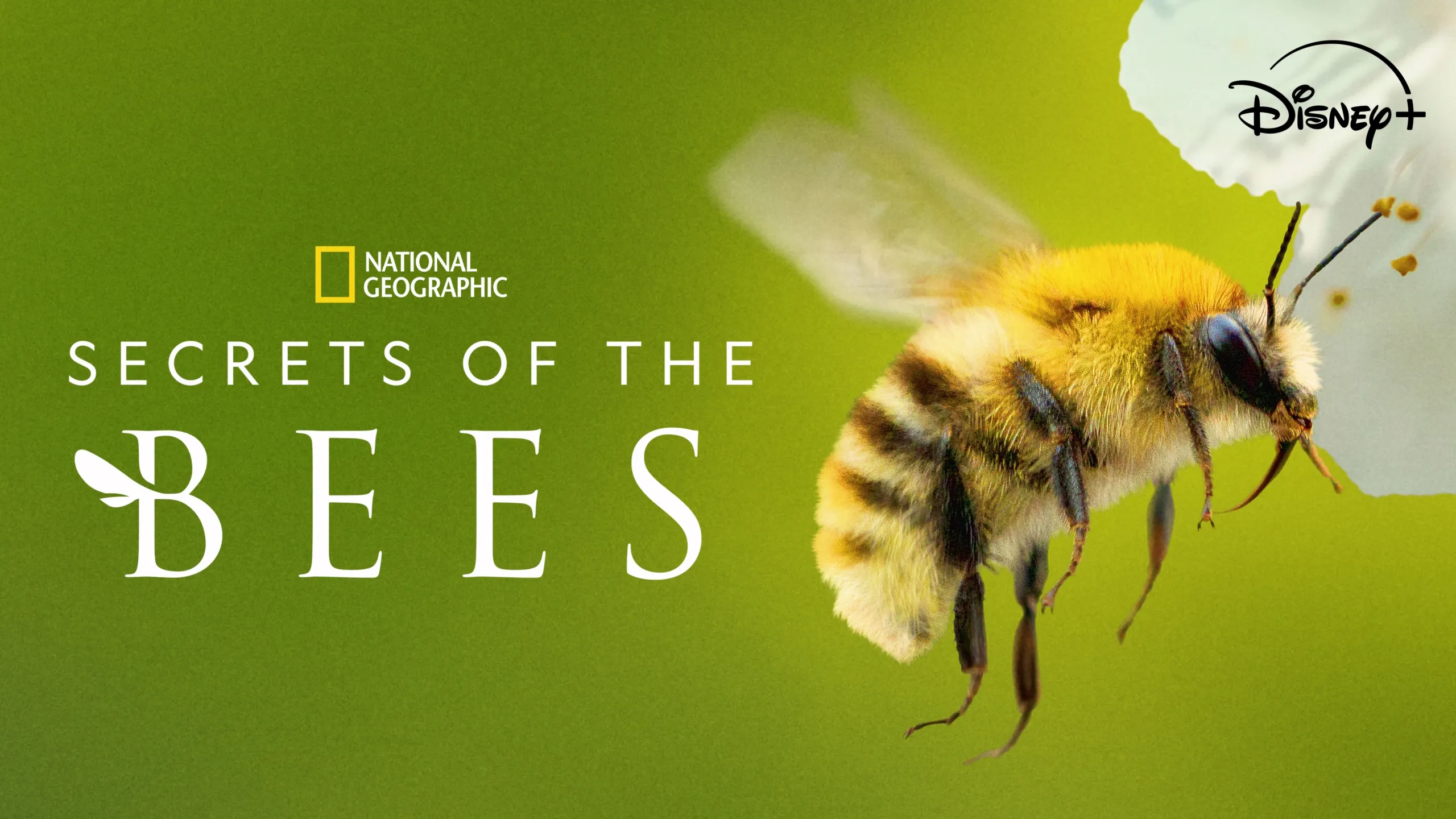 Secrets of the Bees