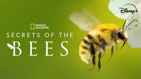 Secrets of the Bees