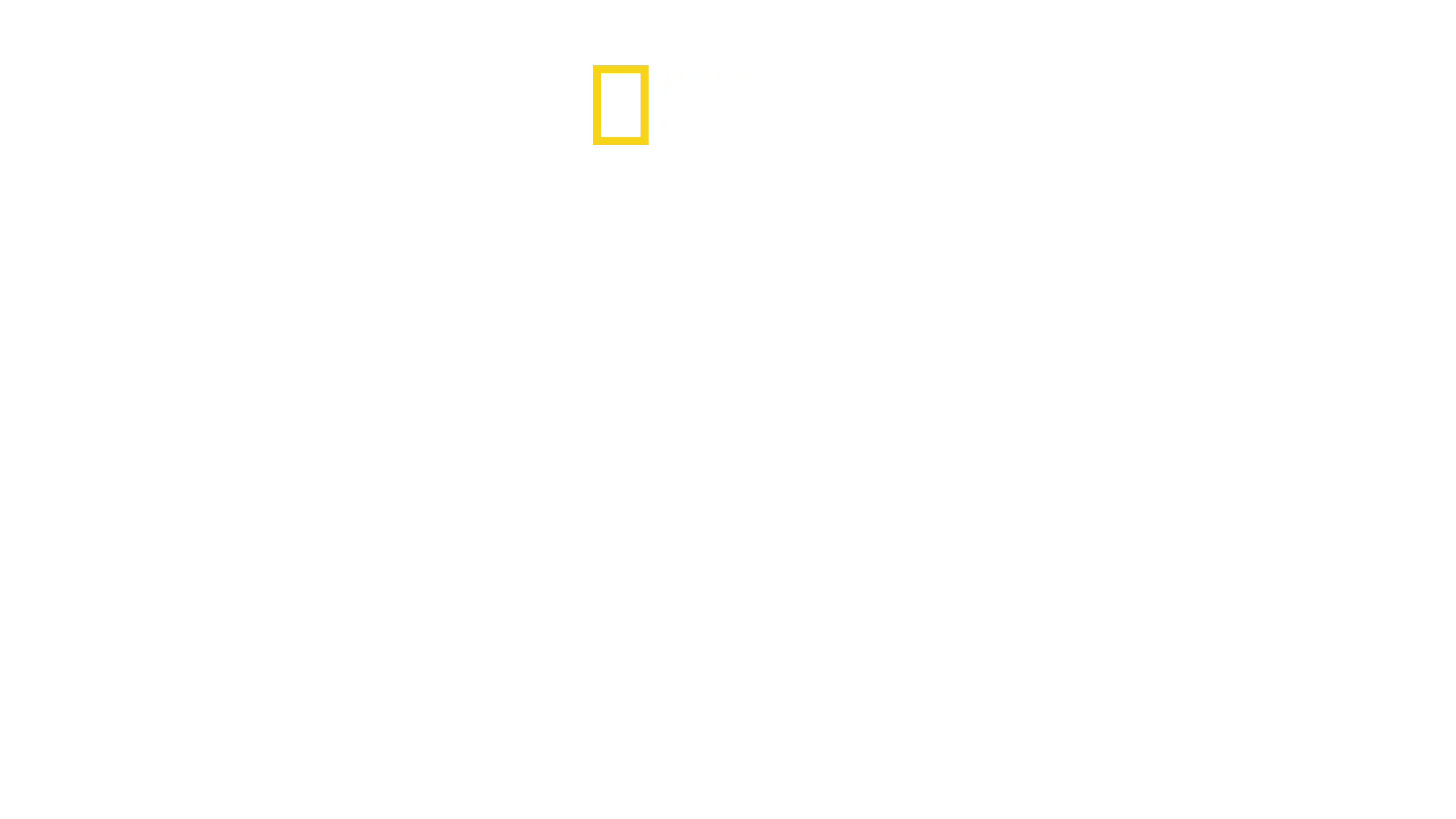 Thailand's Wild Cats