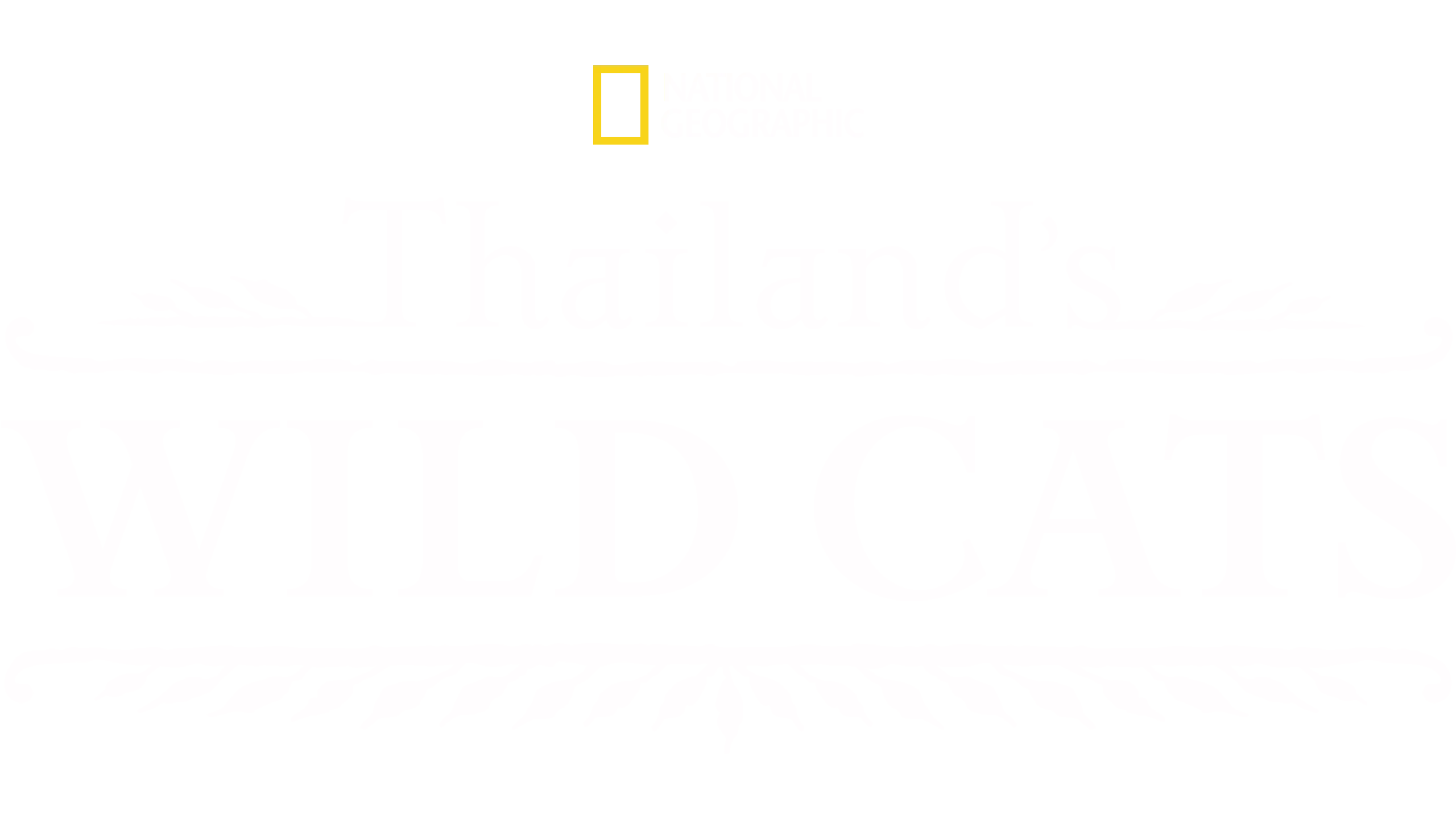Thailand's Wild Cats