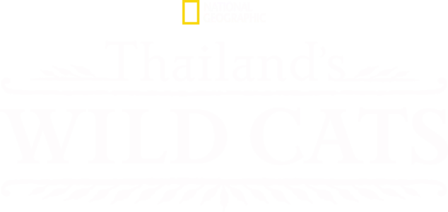 Thailand's Wild Cats