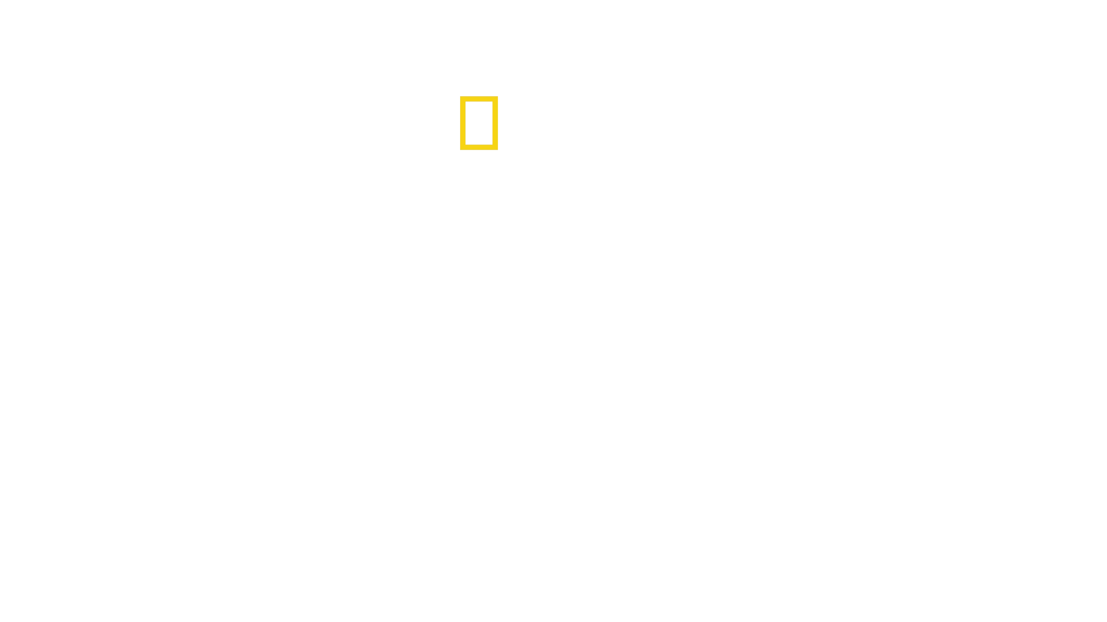 Unter Geparden