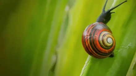 Cuba's Wild Revolution