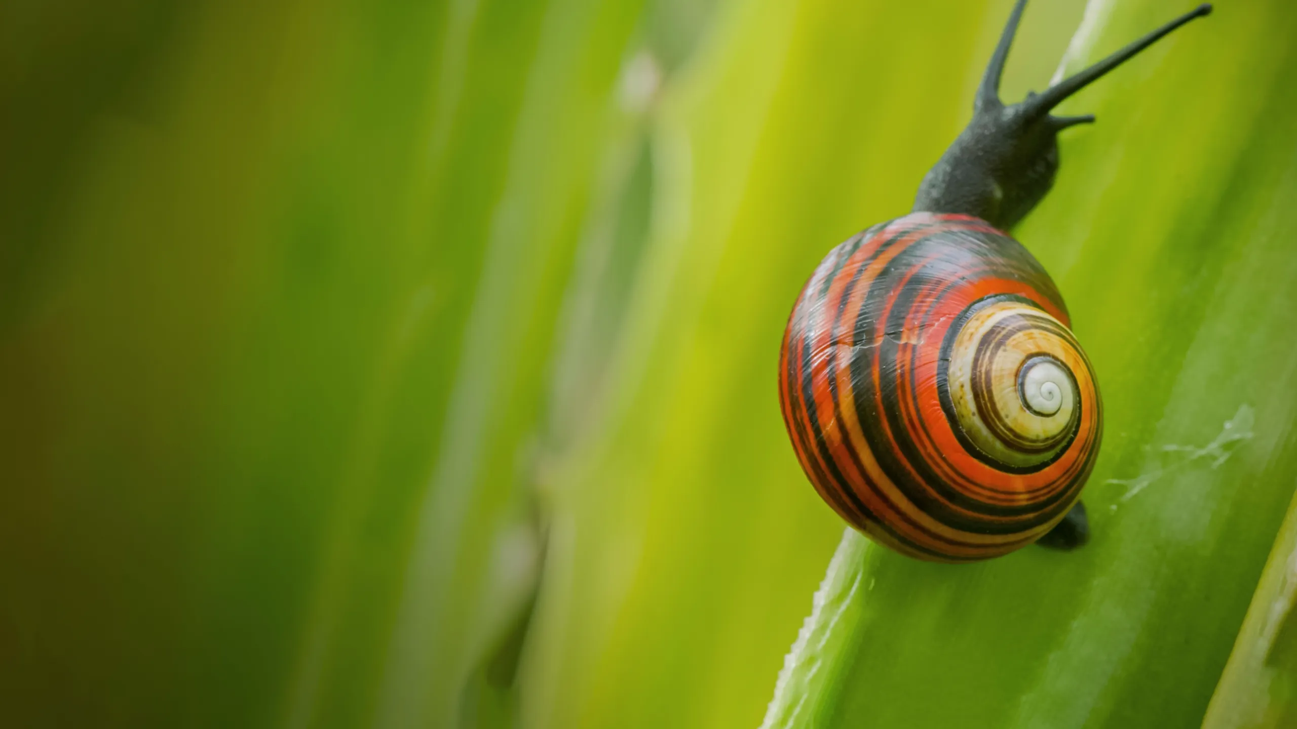 Cuba's Wild Revolution