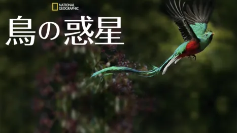 thumbnail - 鳥の惑星