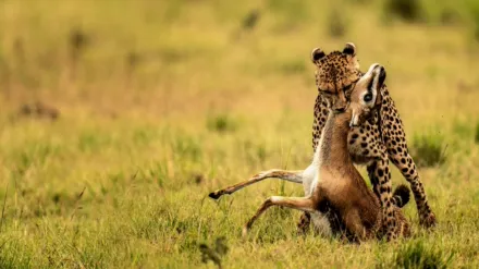 La táctica del guepardo