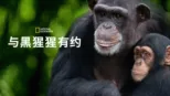 thumbnail - 与黑猩猩有约