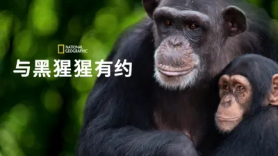与黑猩猩有约