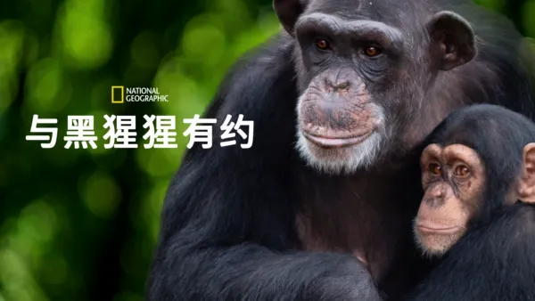thumbnail - 与黑猩猩有约