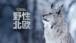 thumbnail - 野性北欧