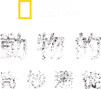 動物的奇妙遷徙