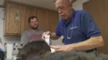 thumbnail - The Incredible Dr. Pol S2:E5 Holy Bat Attack!