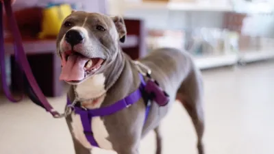 thumbnail - S1:E8 Tiny Tim's Pop Quiz