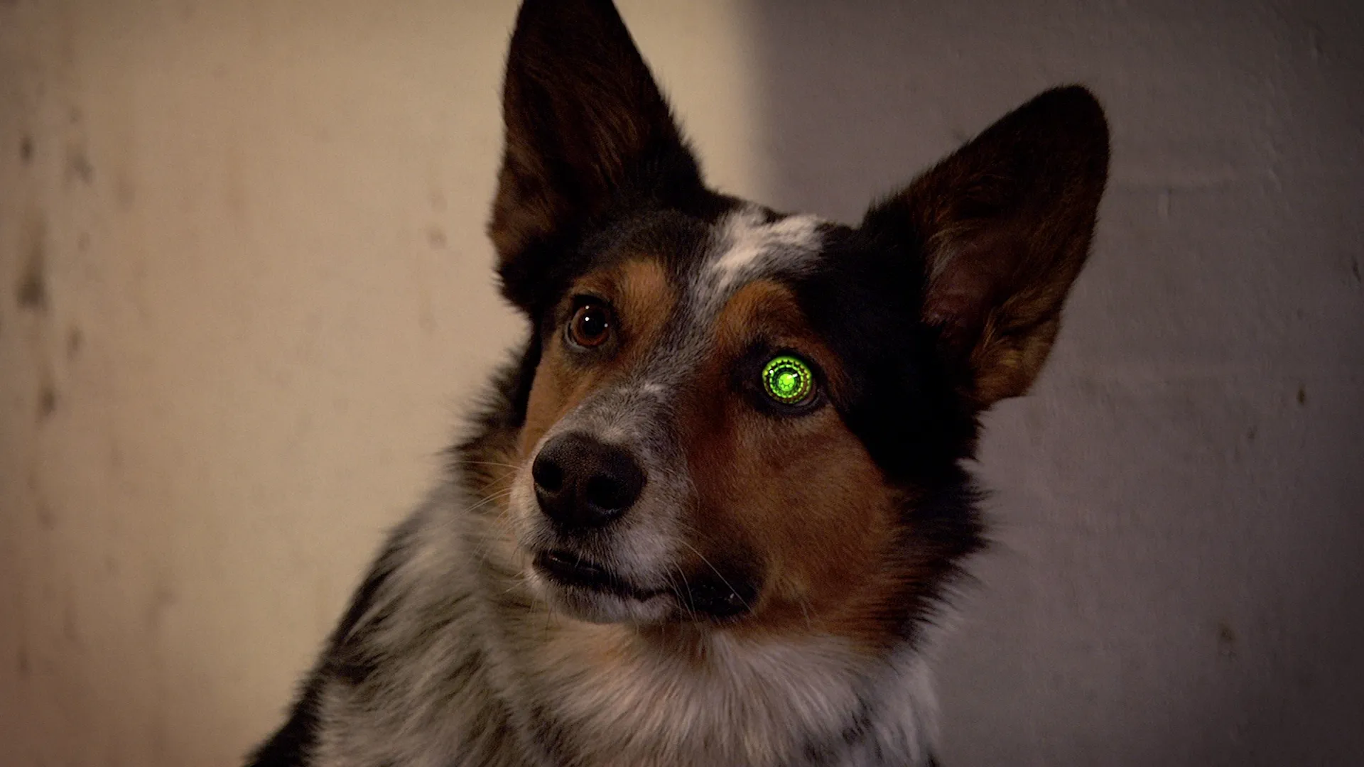 thumbnail - S4:E5 Bionic Dog