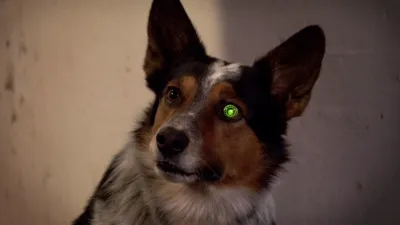 thumbnail - S4:E5 Bionic Dog