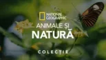 thumbnail - Animale și natură National Geographic
