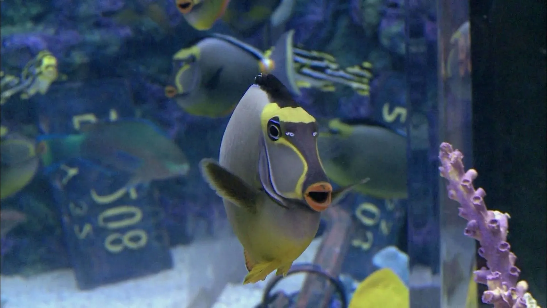 thumbnail - M1:Ep2 Swimming with the Sharks