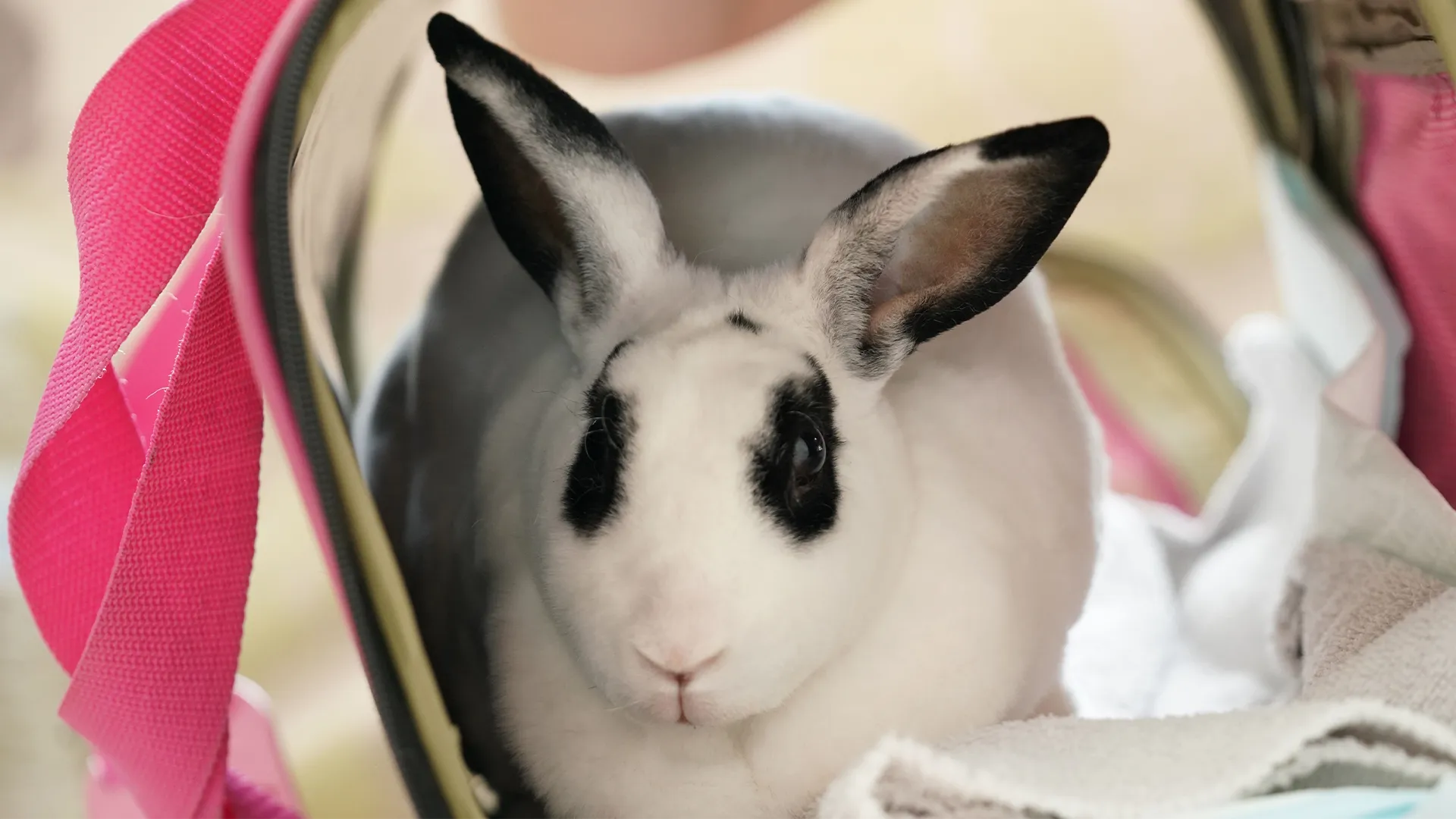 thumbnail - S9:E6 Band Of Bunnies