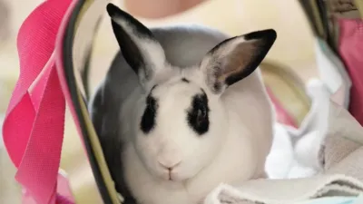 thumbnail - S9:E6 Band Of Bunnies