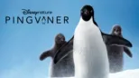 thumbnail - Pingviner