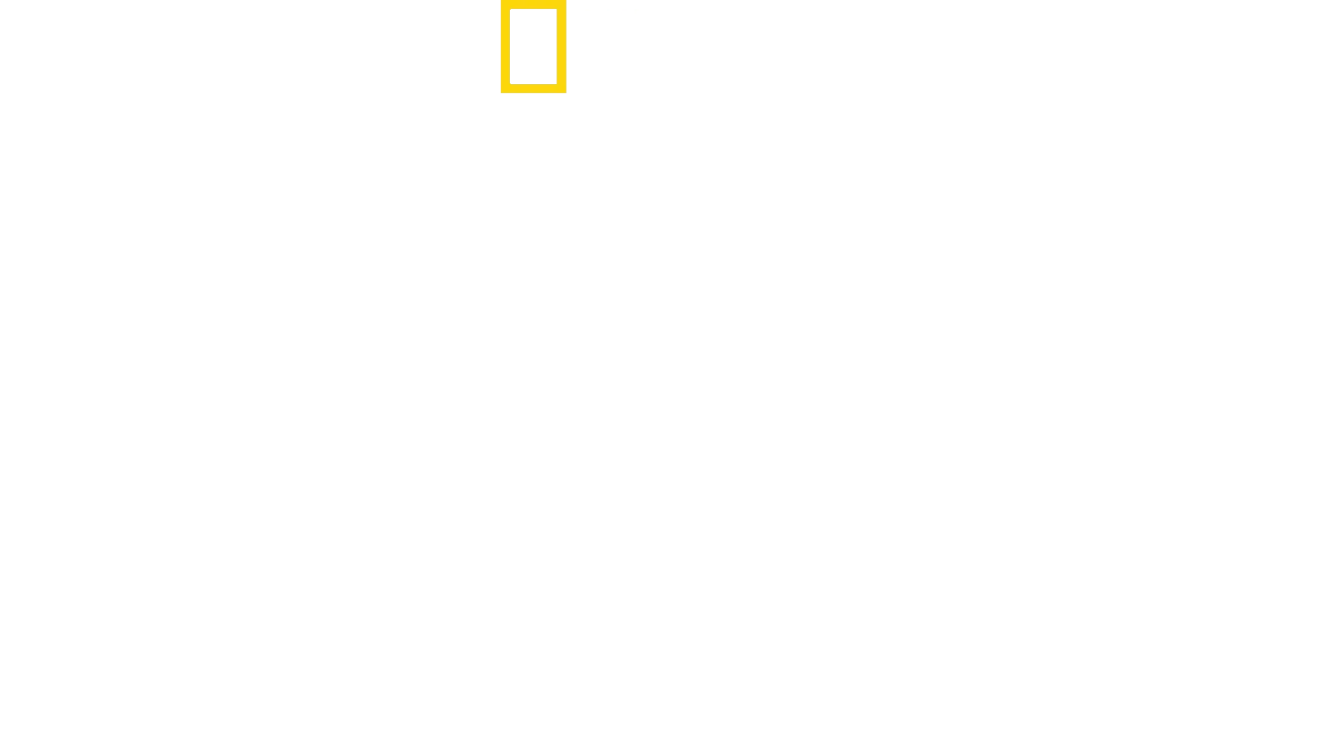 Tree Climbing Lions