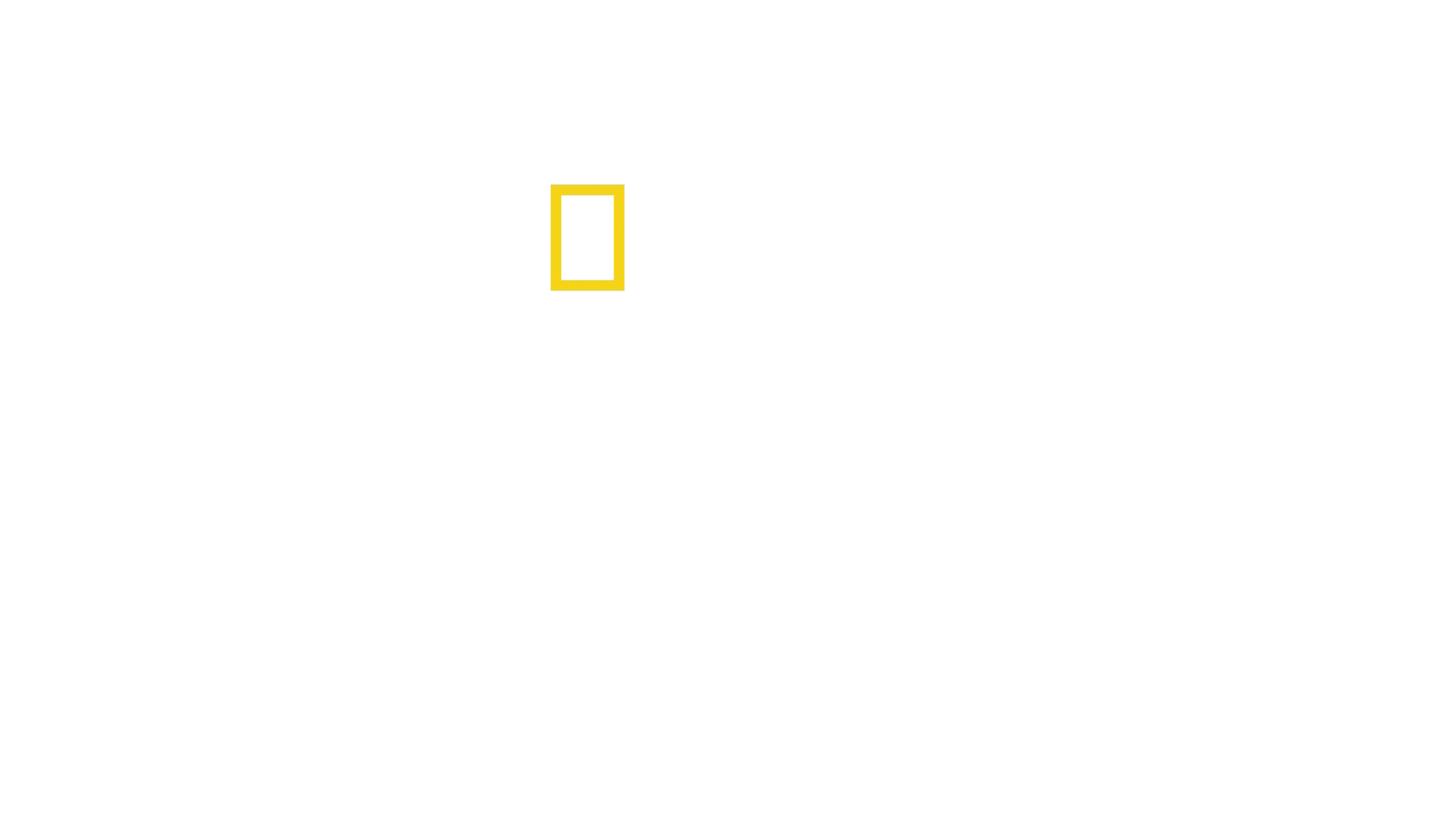 W świecie szympansów