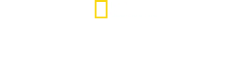 W świecie szympansów