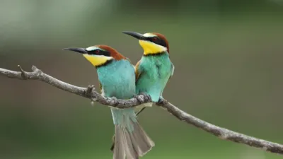 thumbnail - S1:E6 Frequent Fliers