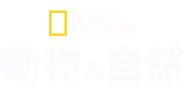 ナショナル ジオグラフィック：動物＆自然