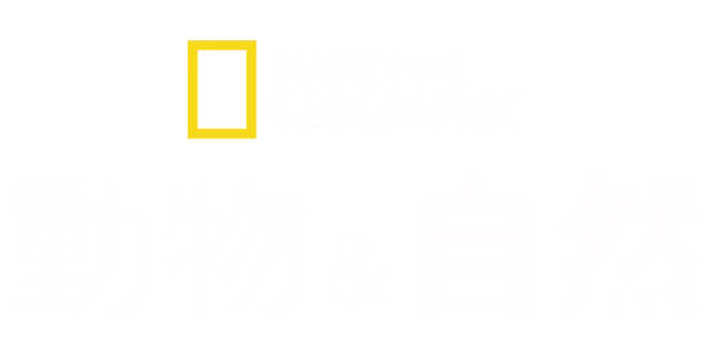 ナショナル ジオグラフィック：動物＆自然