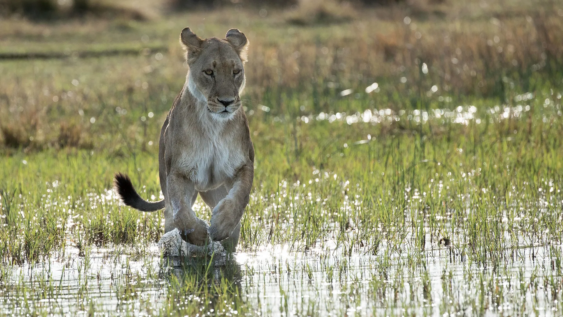 thumbnail - S4:E6 The Crown